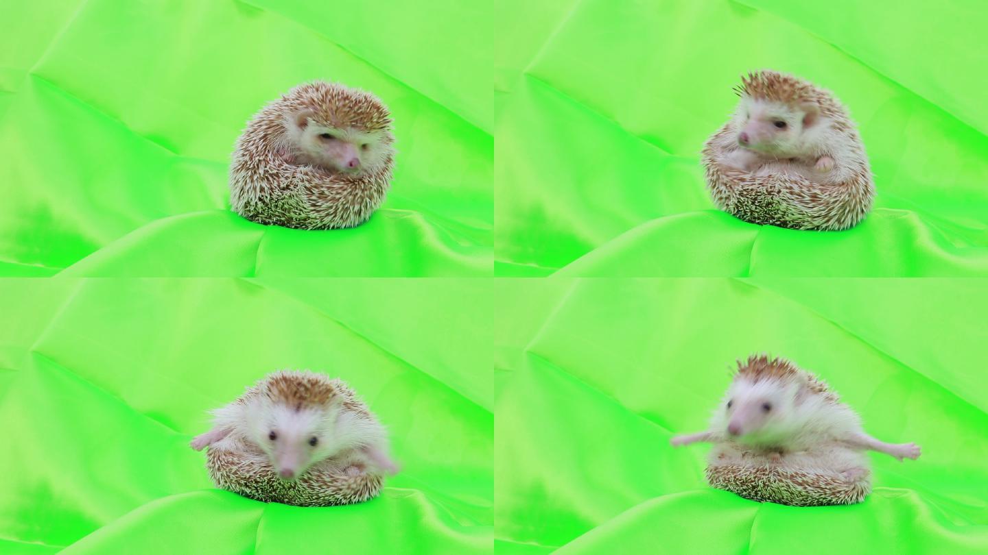 绿色屏幕上可爱的刺猬