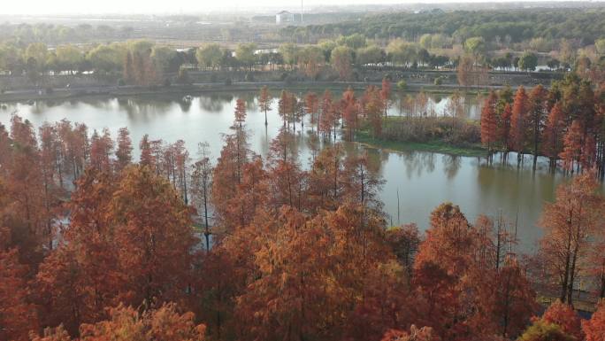 4K原素材-航拍上海青西郊野公园