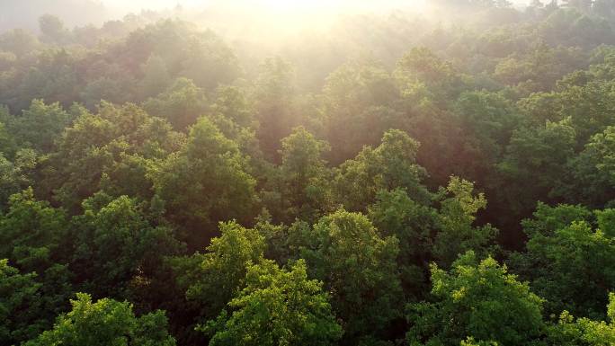 在初升的太阳光照亮的绿色森林上空飞行。