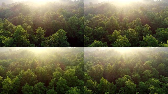 在初升的太阳光照亮的绿色森林上空飞行。