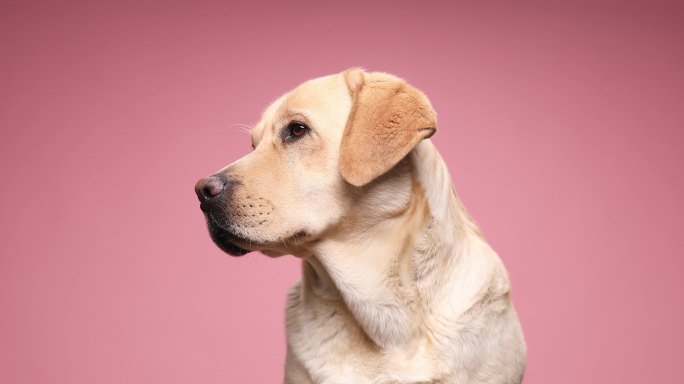 饥饿可爱的拉布拉多猎犬坐在粉红色背景前