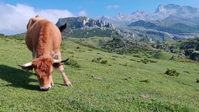 在欧洲草原放牧的牛