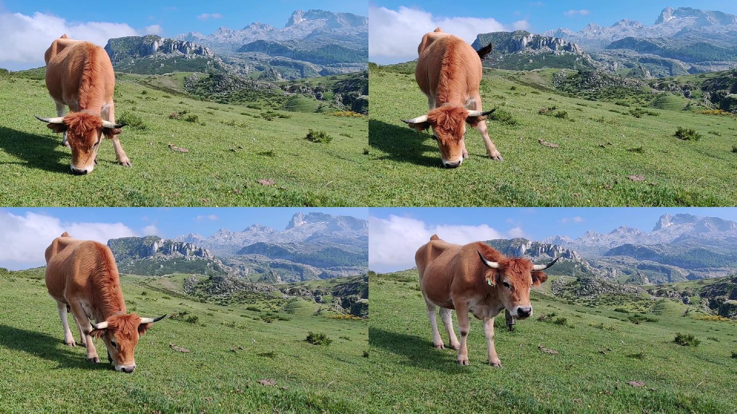 在欧洲草原放牧的牛