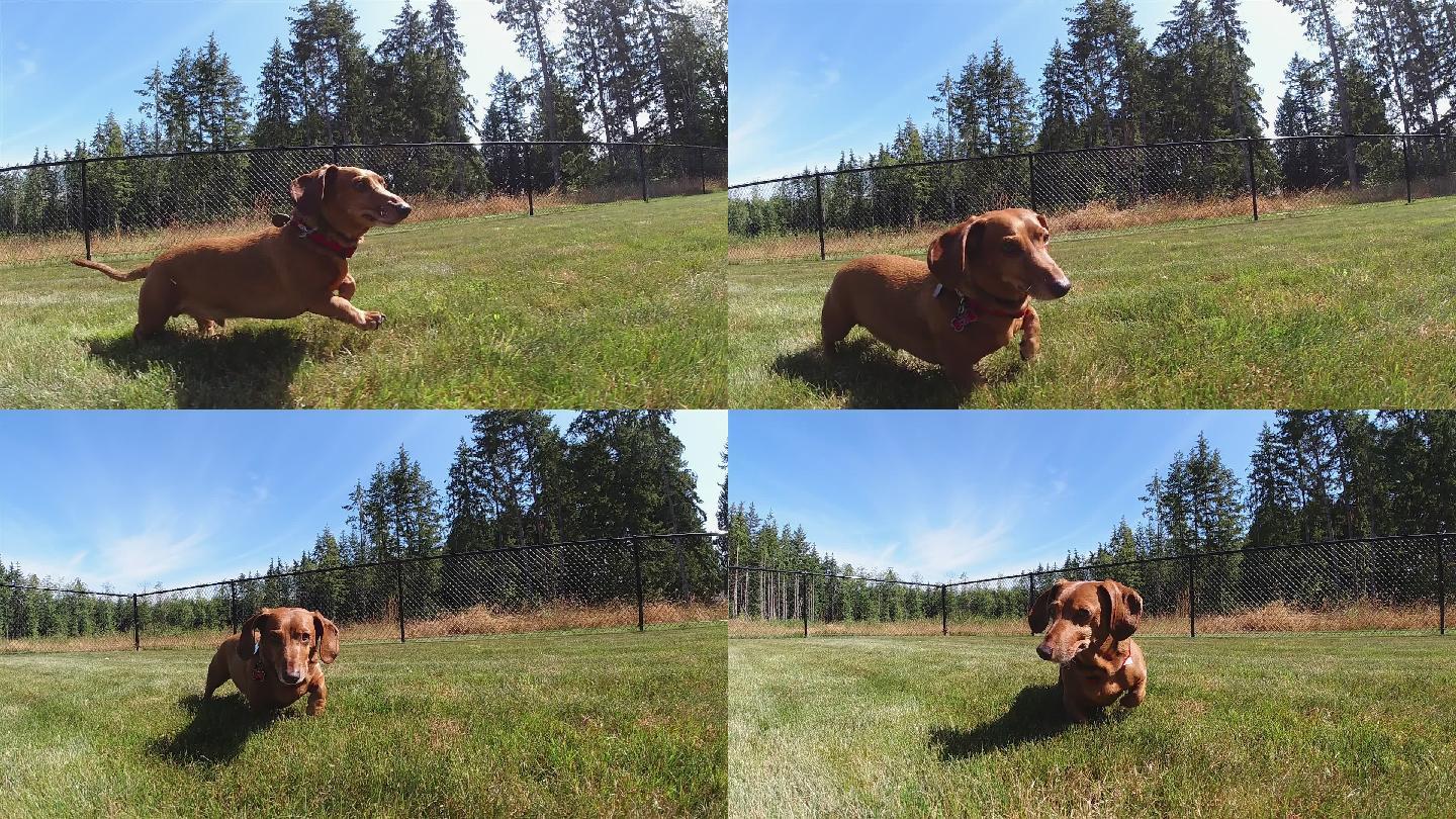 快乐的腊肠狗在草地上奔跑