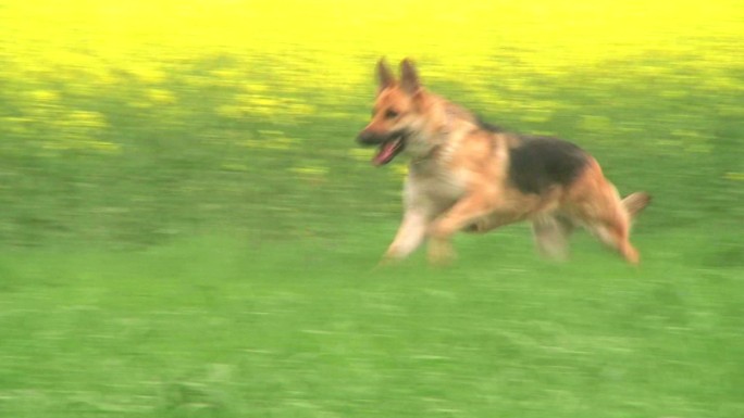 一只德国牧羊犬奔跑的镜头