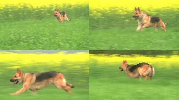 一只德国牧羊犬奔跑的镜头