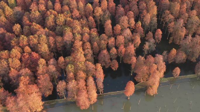 4K原素材-航拍上海青西郊野公园水上森林