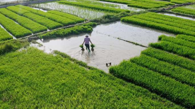 4K航拍阳光下农民在稻田里劳作