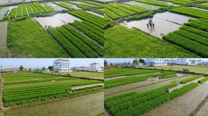 4K航拍阳光下农民在稻田里劳作