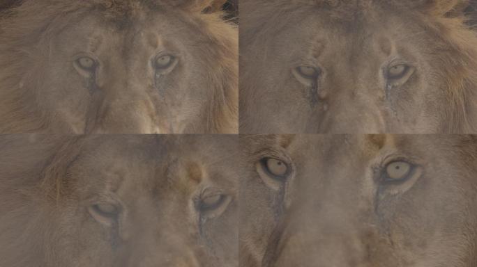 一只美丽的狮子