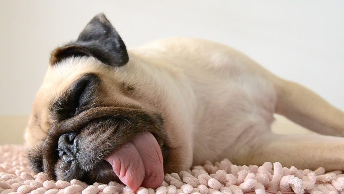 可爱的哈巴狗在休息，舌头伸出