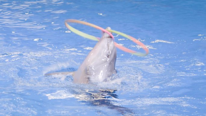 海豚表演水族馆海洋馆转圈聪明