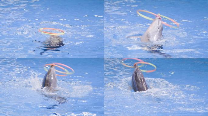 海豚表演水族馆海洋馆转圈聪明