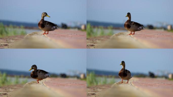 海滩上绿头鸭的特写镜头