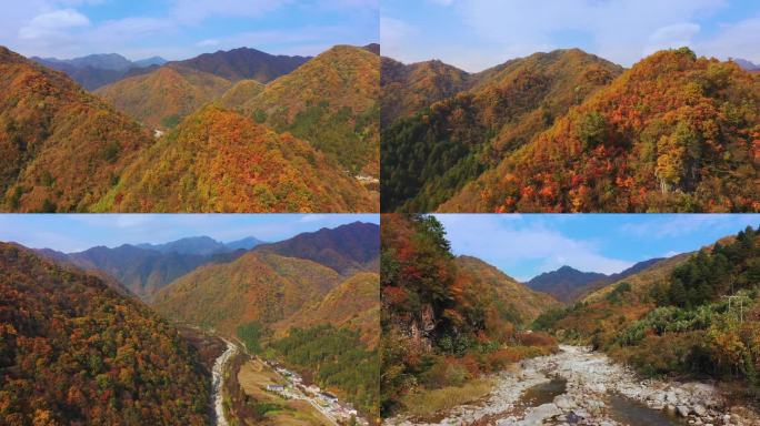 4K航拍山谷间秋景枫叶