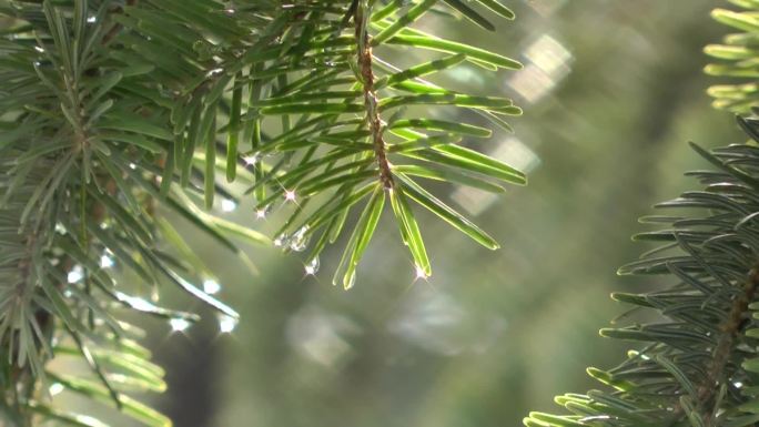 带水滴的松枝针叶松常绿树种林业生态