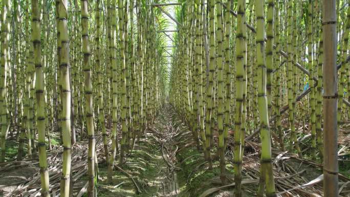 甘蔗，广州南沙连片果蔗林