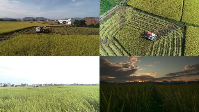 振兴农业 三农之水稻收割 水稻延时摄影