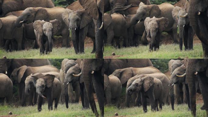 一群小象在玩耍。大草原热带雨林原始森林
