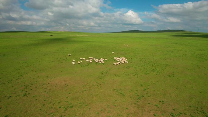 5.4k航拍草原上的羊群