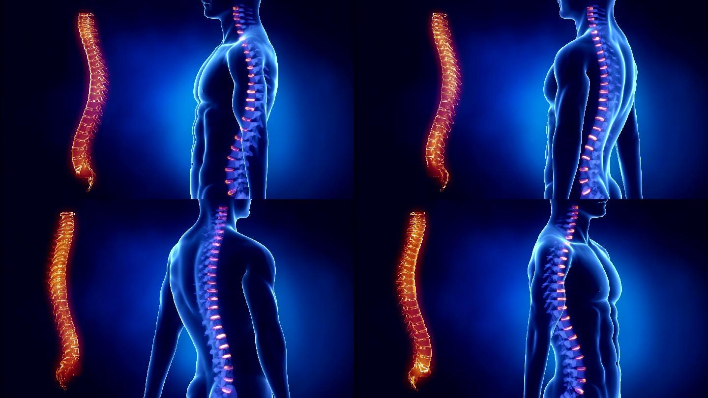 脊柱椎间盘三维3D脊椎骨旋转西医中医