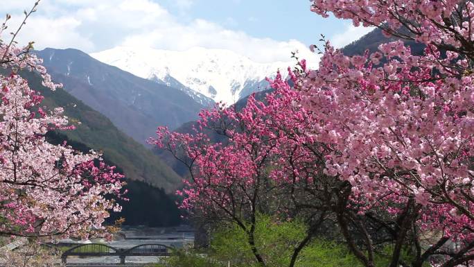 樱花和远处的雪山花樱花树风景风光