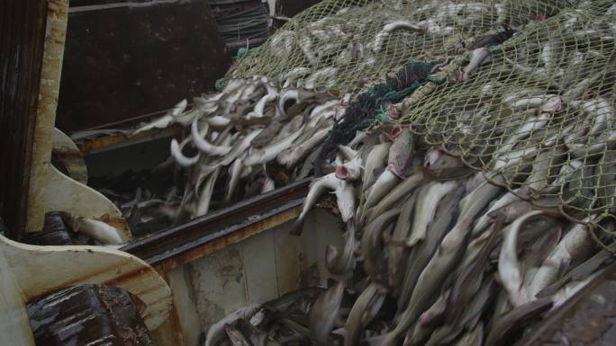 卸下拖网中的鱼。水产生鲜收获海鲜食材美食