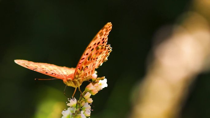 蝴蝶采蜜