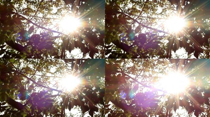 穿过树叶的太阳丛林逆光正午直射光