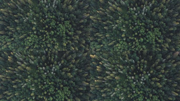 森林鸟瞰图原始森林森林俯视森林航拍