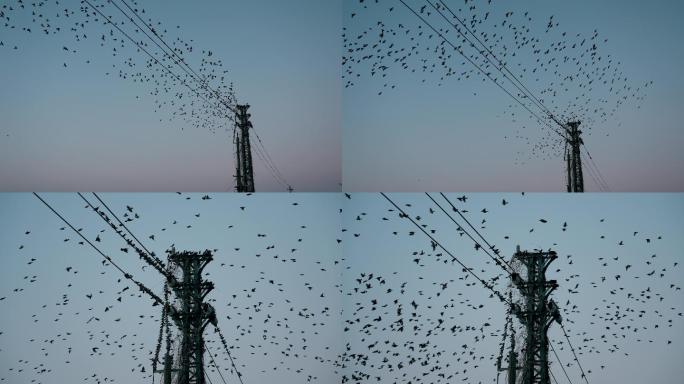 电线鸟浪-高速摄影
