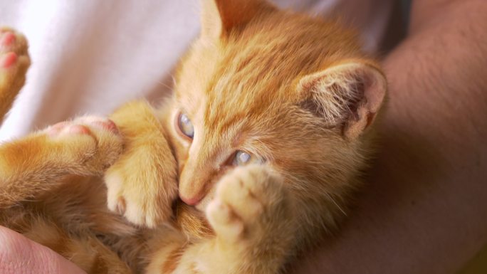 一只可爱的橘猫猫咪幼崽怀抱猫咪抱着猫咪