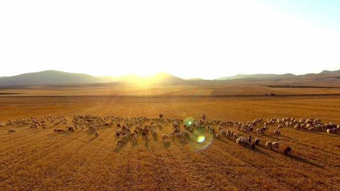 日落时牧羊人和牧群