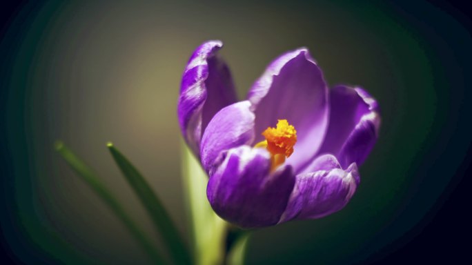 藏红花盛开过程延时花卉植物绿植红花