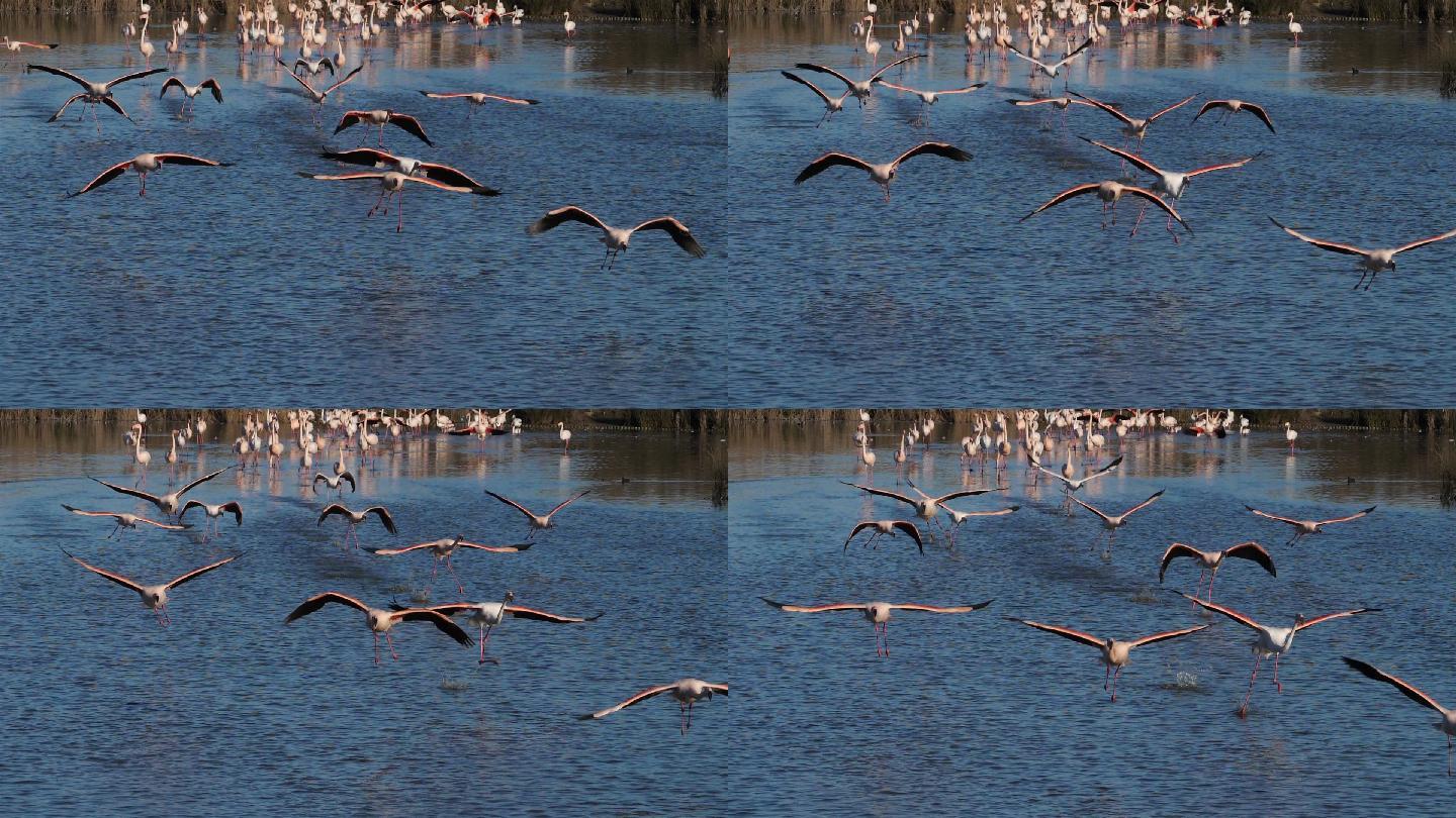 鹈鹕鸟类动物湿地湖泊摄影图配图高清摄影大图-千库网