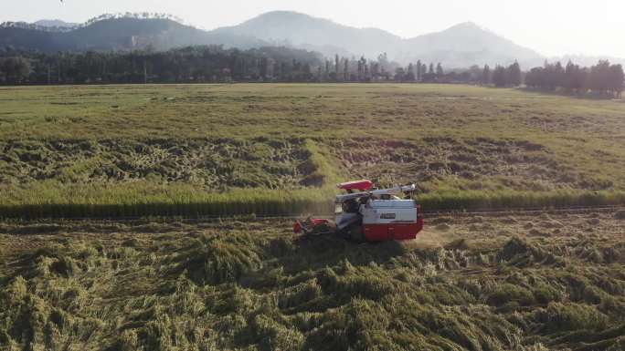收割机收割稻田素材4k