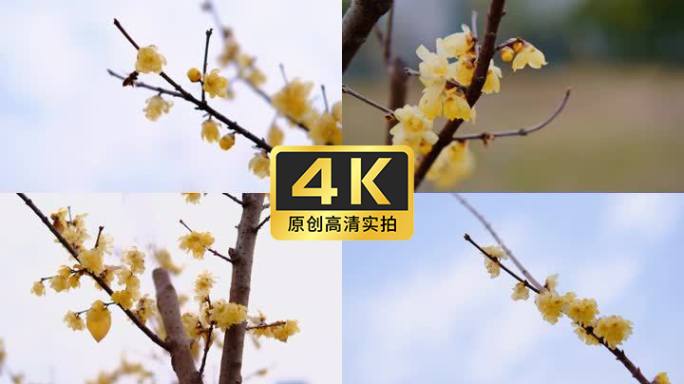 4K60帧实拍黄梅花素材