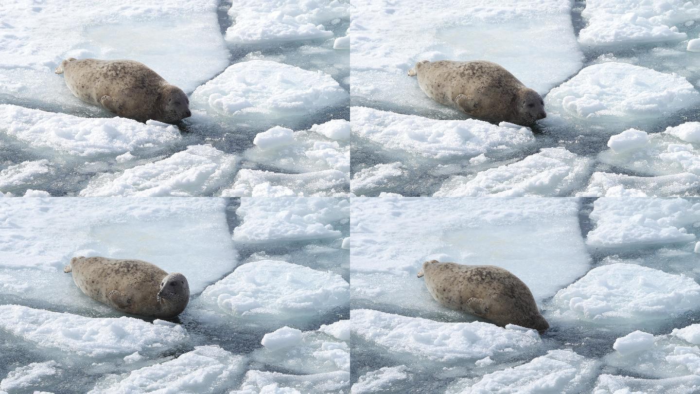 可爱的海豹极地气候南极北极冰川融化