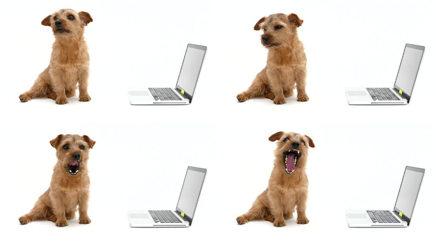 可爱的小狗宠物狗笔记本电脑单身狗宅男