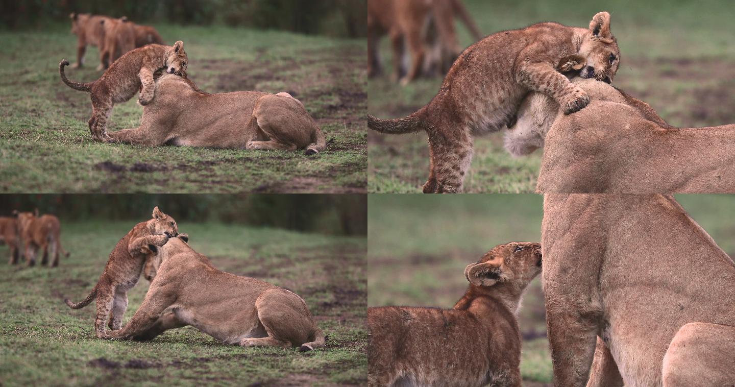 母狮和小狮子在玩耍