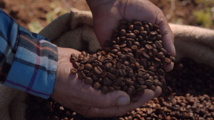 咖啡豆咖啡豆种植丰收种咖啡豆