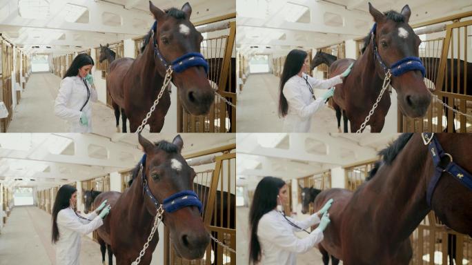 女兽医用听诊器检查马的健康