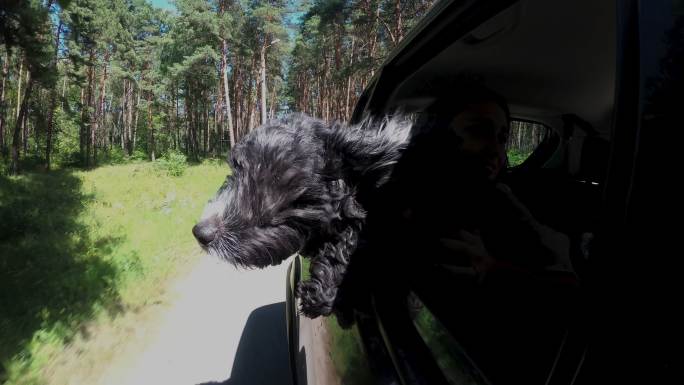 一只黑狗将头伸出汽车车窗外