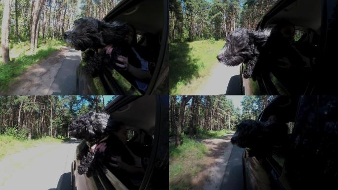 一只黑狗将头伸出汽车车窗外