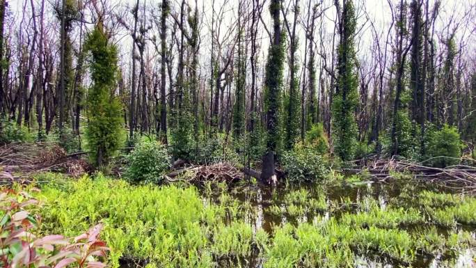森林大火后新南威尔士州的森林再生