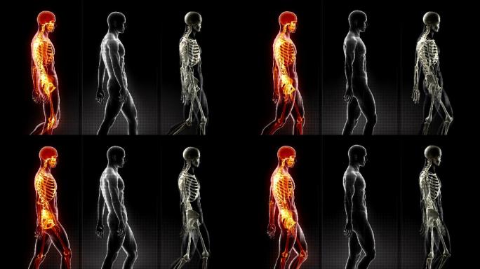 步行人循环扫描生物技术三维动画演示医院骨