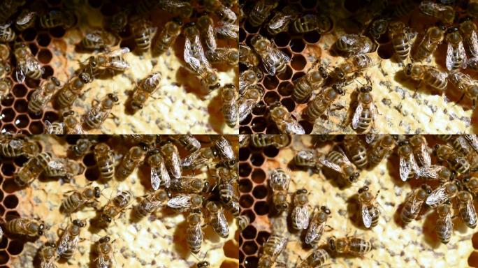在蜂巢上的蜜蜂蜂蛹工蜂人工养殖蜜蜂