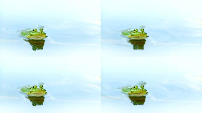 青蛙在水里。蛙泳蛤蟆自然界