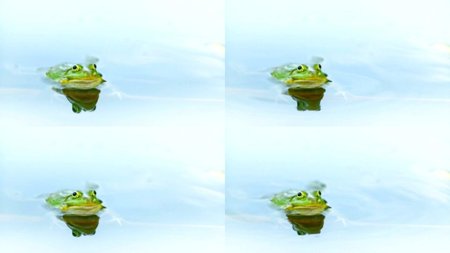 青蛙在水里。蛙泳蛤蟆自然界