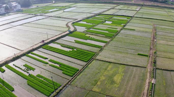 4K航拍阳光下农民在田地种田劳作